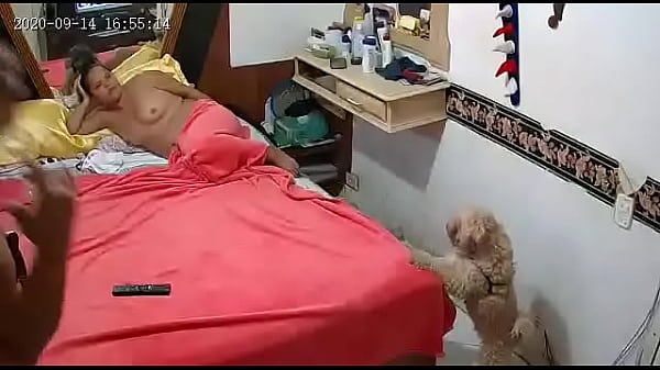 Tenten pelada